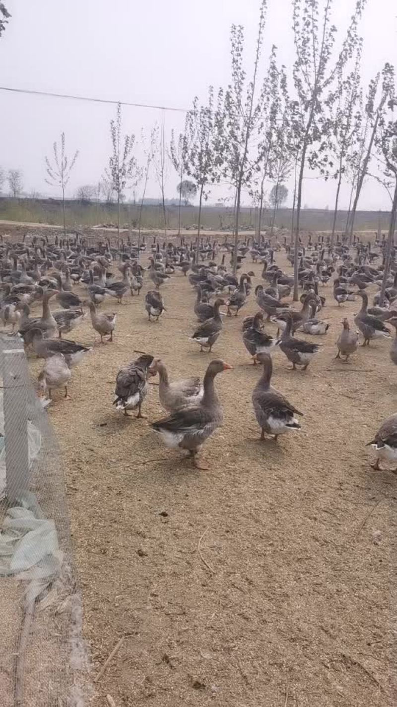 大量出售朗德鹅