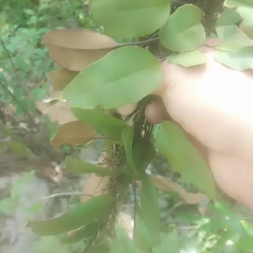 石韦