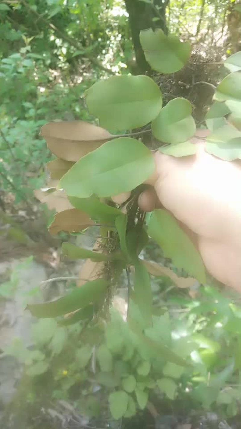 石韦