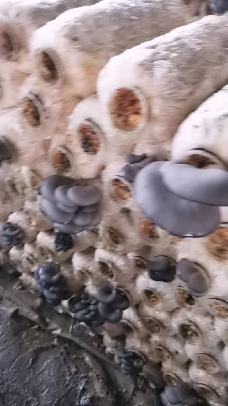 鲜平菇
