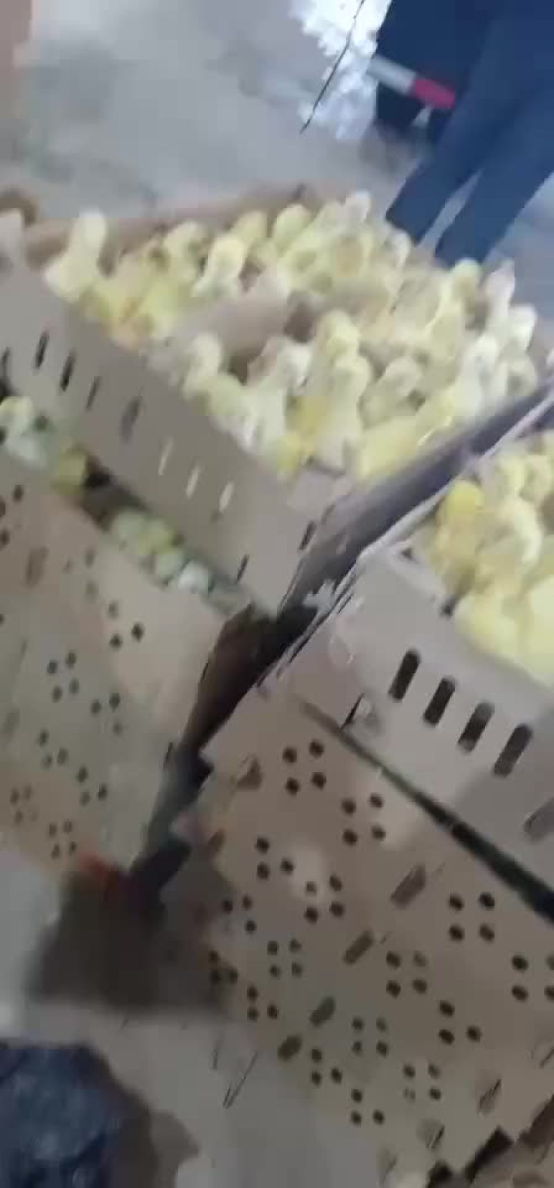 常年供应各种鸭苗，诚信为本，有需要的联系