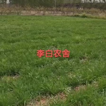 头茬陆地韭菜