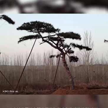 造型景观松