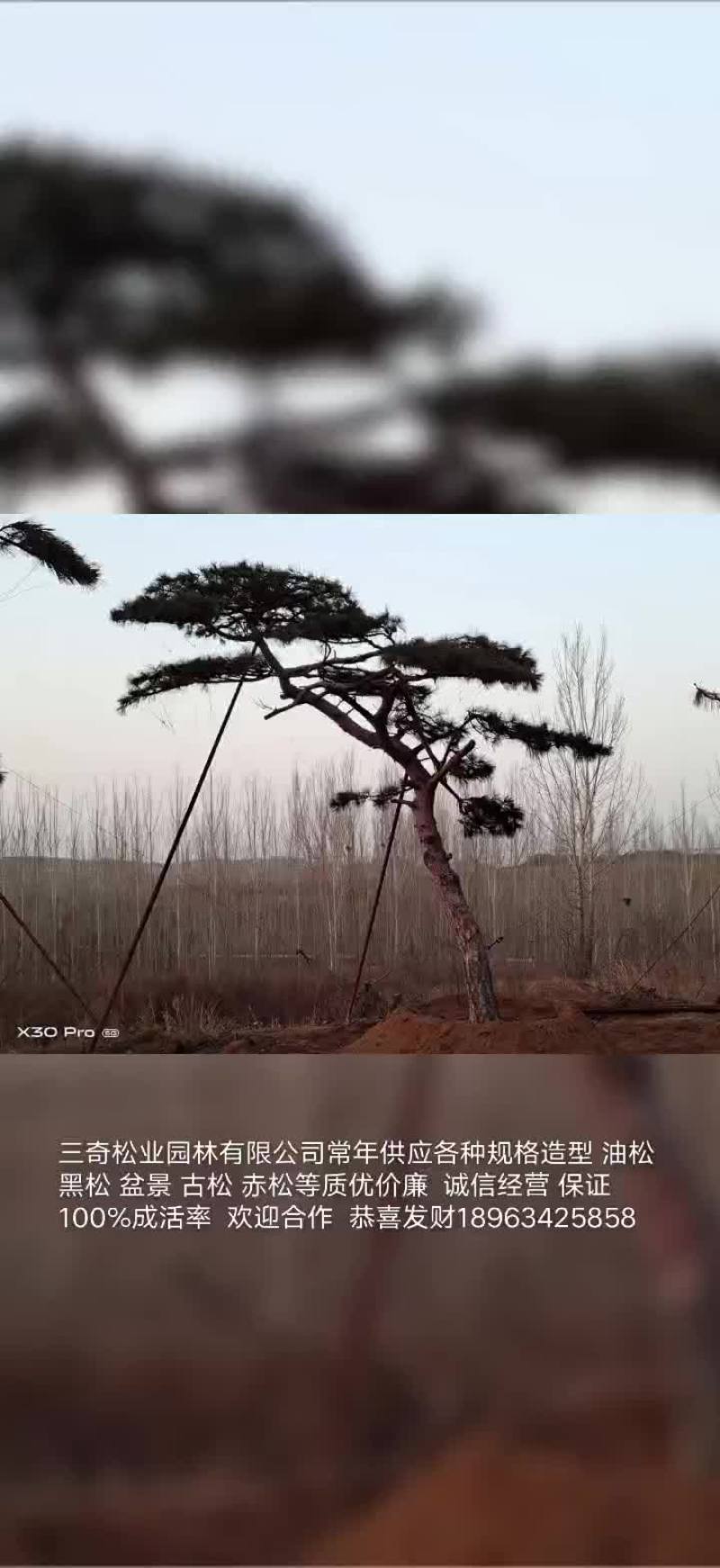 造型景观松
