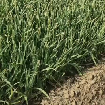 抚宁区大蒜苗4月份大量上市