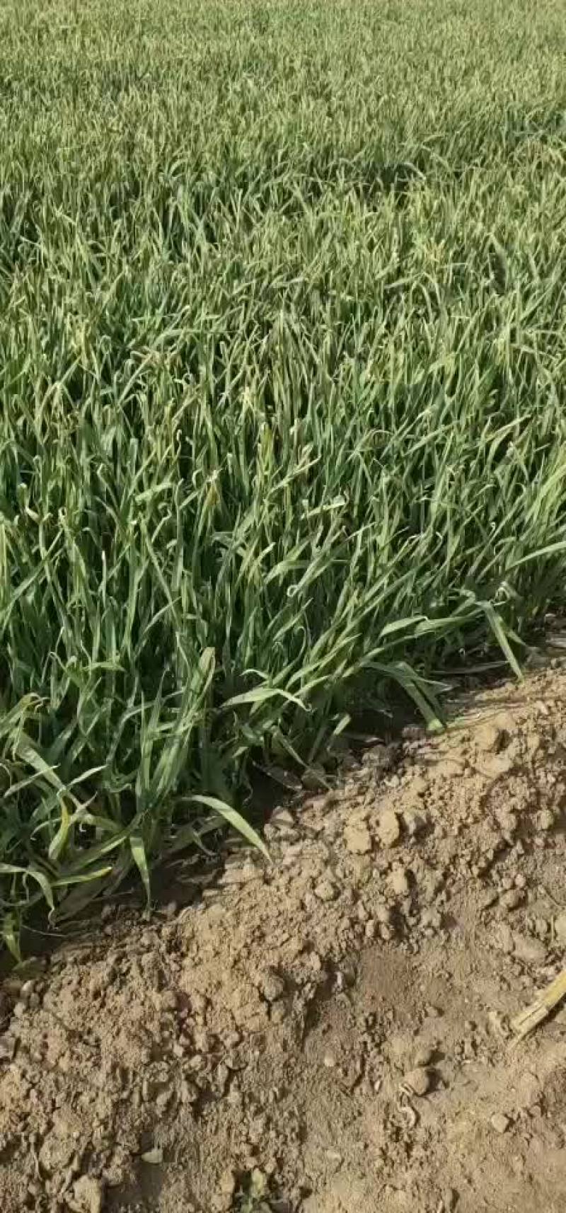 抚宁区大蒜苗4月份大量上市