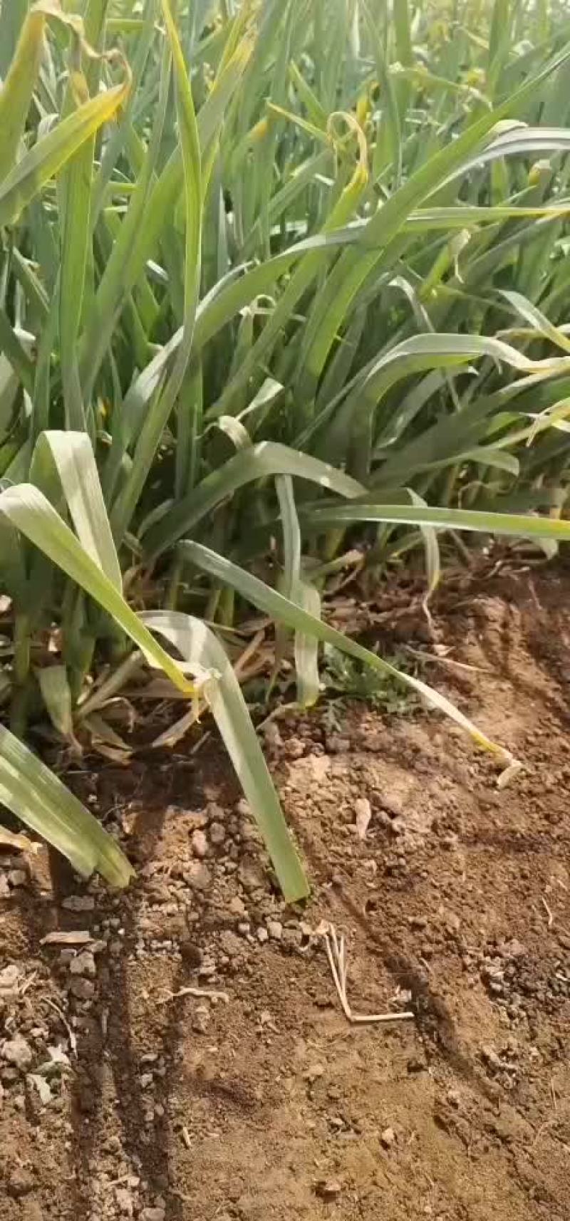 抚宁区大蒜苗4月份大量上市