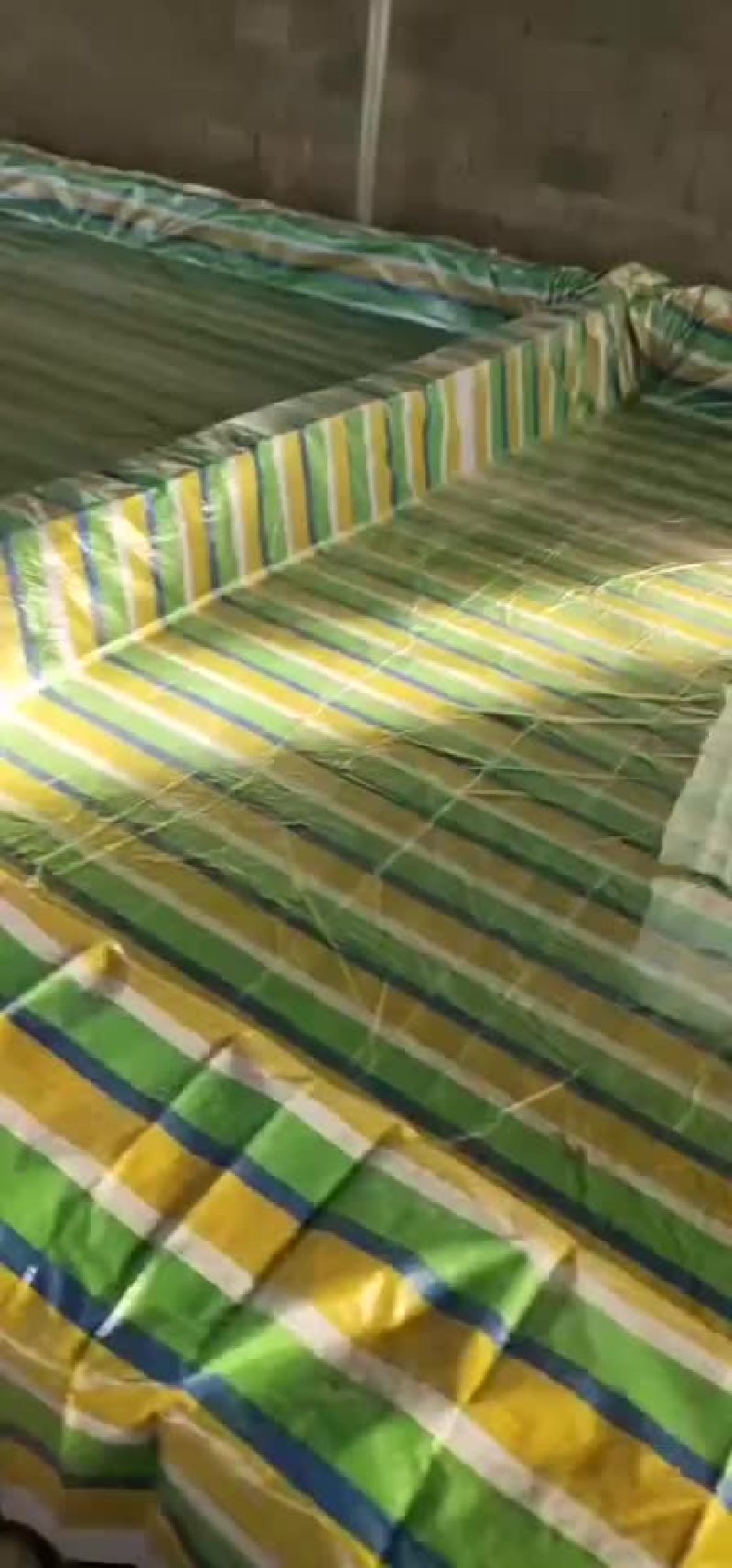 抚宁区大蒜苗4月份大量上市