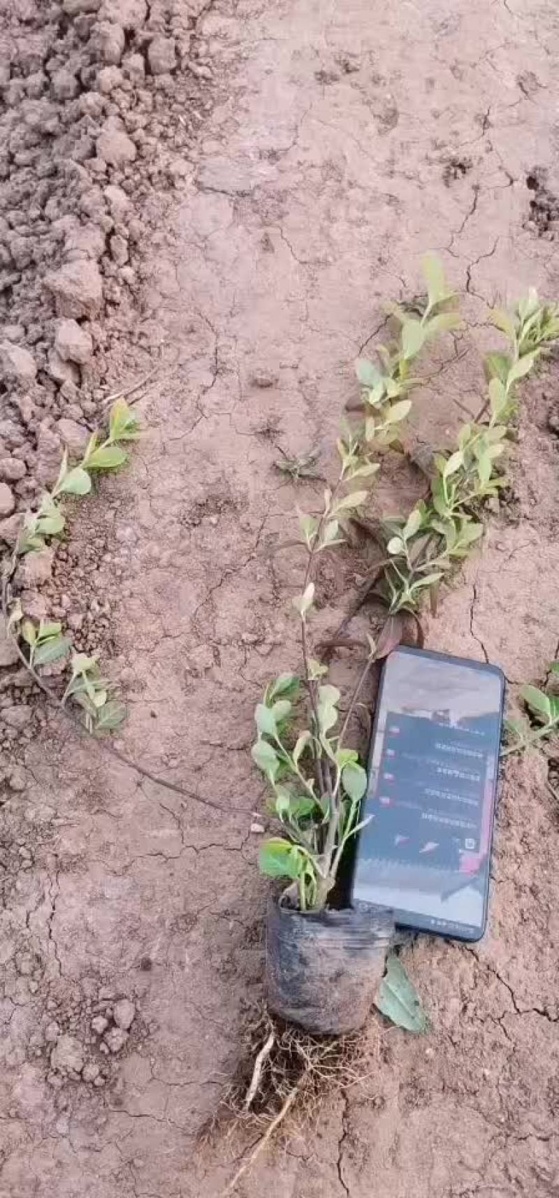 小叶扶芳藤营养杯苗，主打成活率，自己苗圃直发