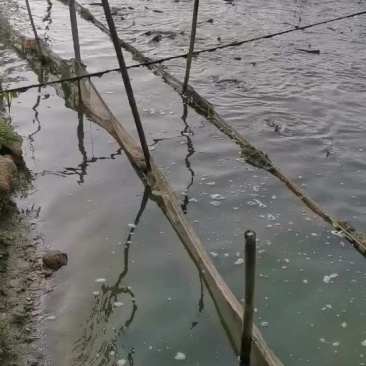 大量出售3斤上鸭嘴鱼