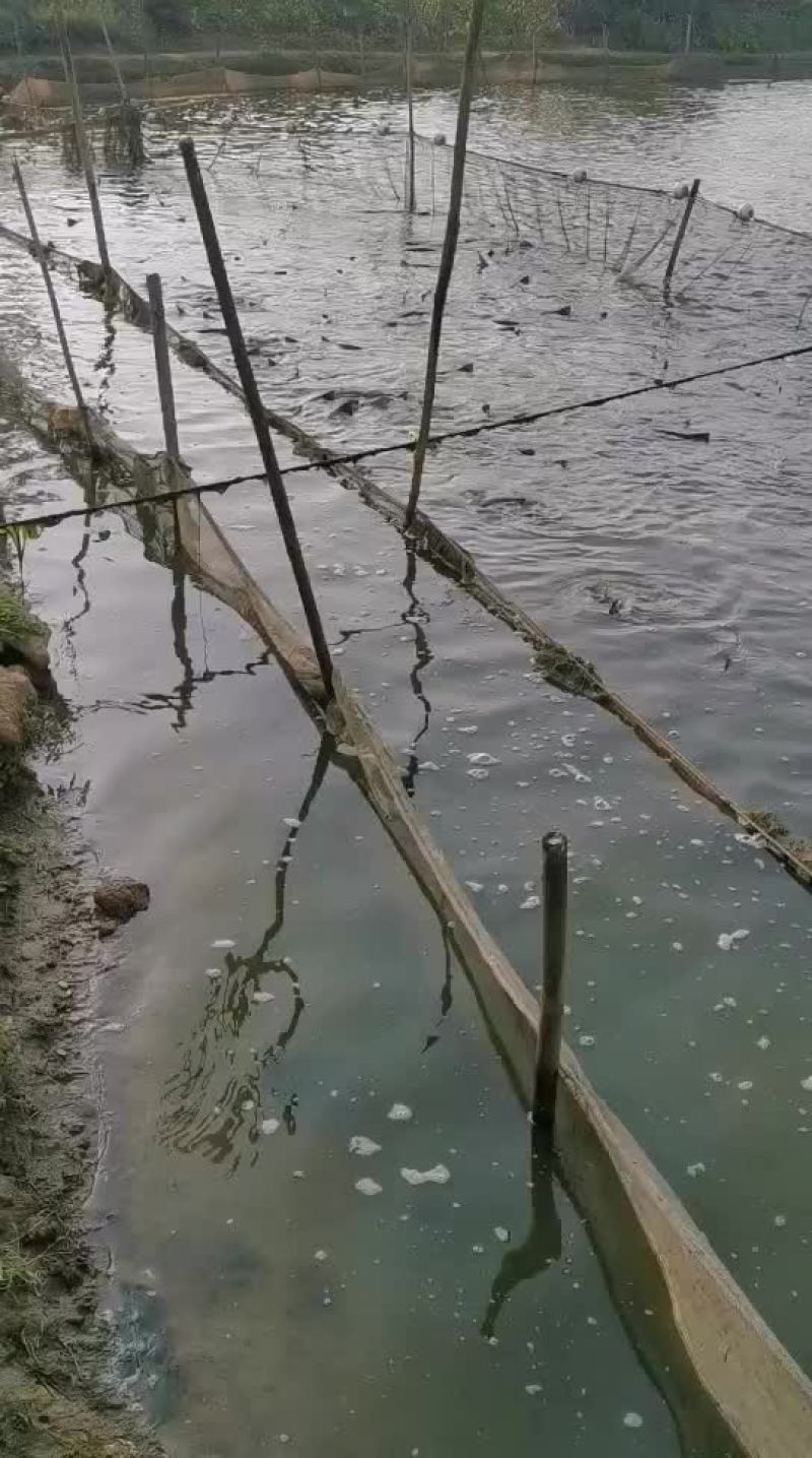 大量出售3斤上鸭嘴鱼