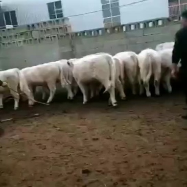 肉牛大量出售有须要养殖的朋友联系我