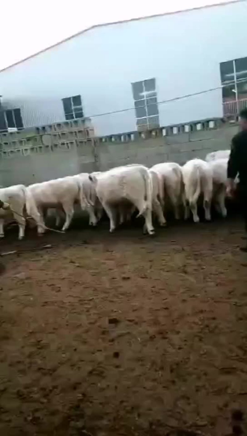 肉牛大量出售有须要养殖的朋友联系我