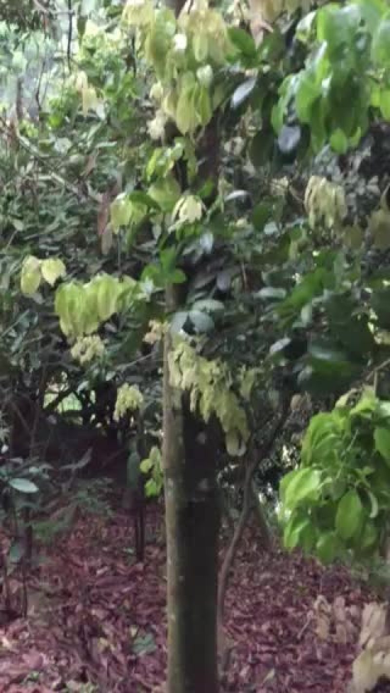 桂皮