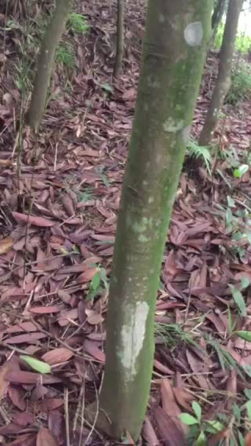 桂皮