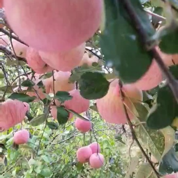欢迎骚扰