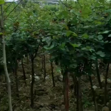 绿化树