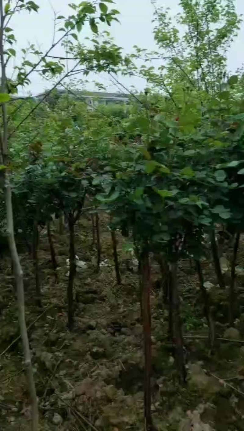 绿化树