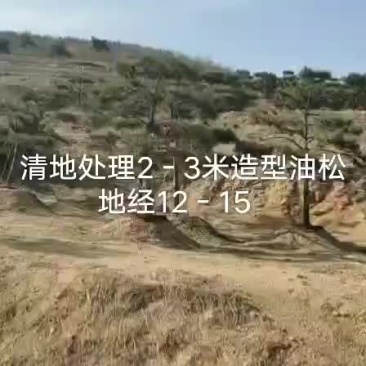 油松