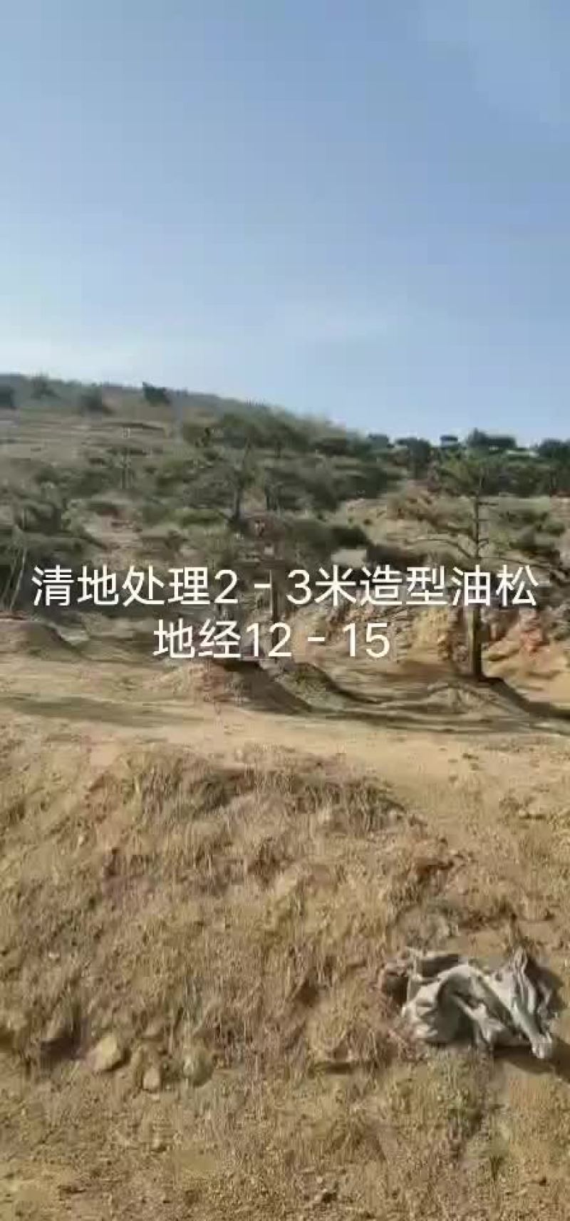 油松