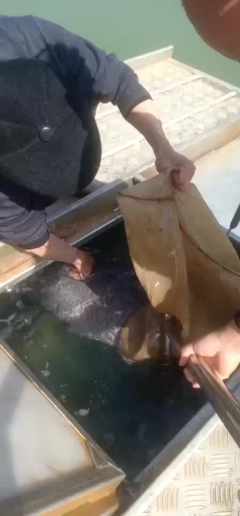 青鱼20-60福建本地青鱼，30以上很多