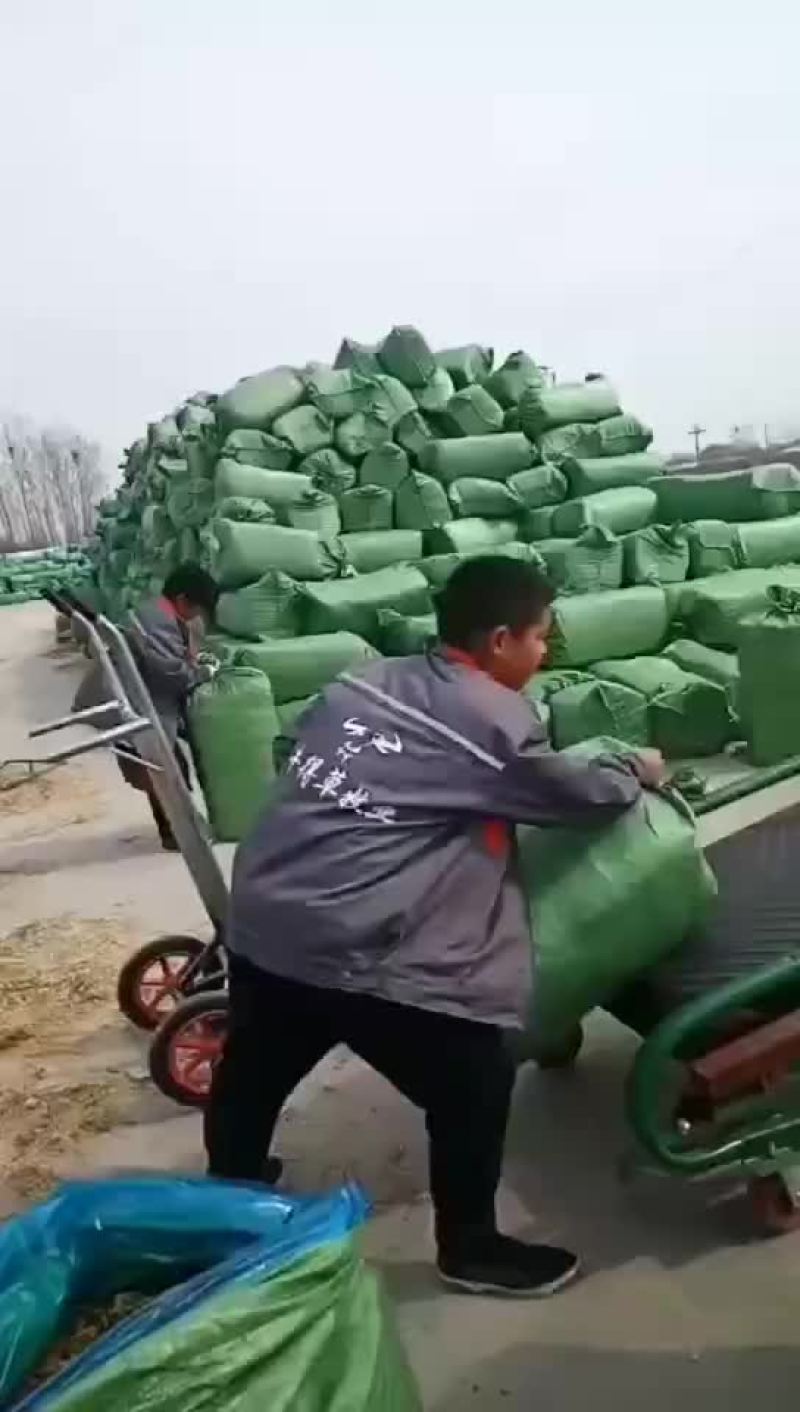 起青储牧草饲料