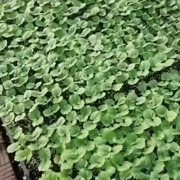 厂家直销，货优价廉，质量好