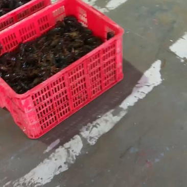 小龙虾河蟹