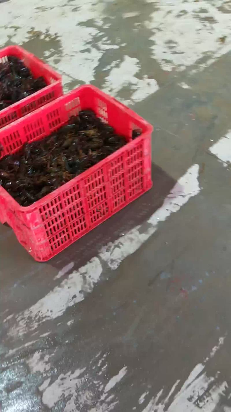 小龙虾河蟹