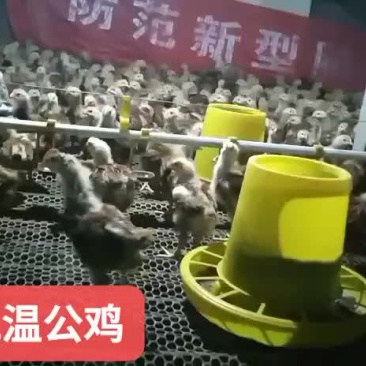 脱温红玉公鸡