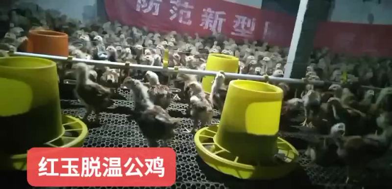 脱温红玉公鸡