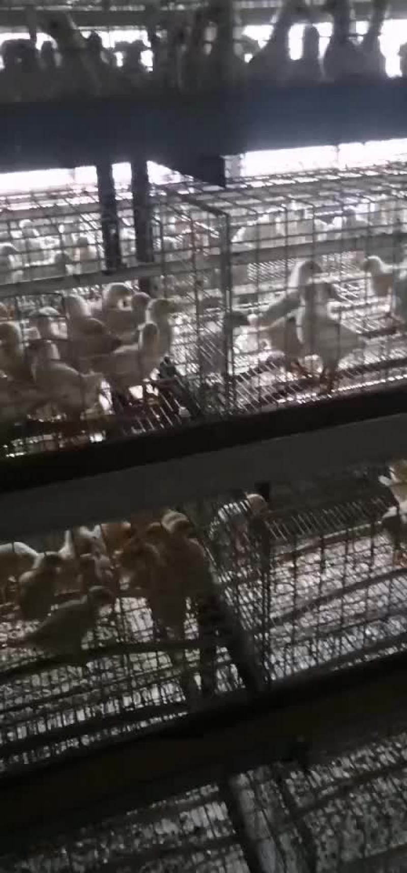 罗曼灰