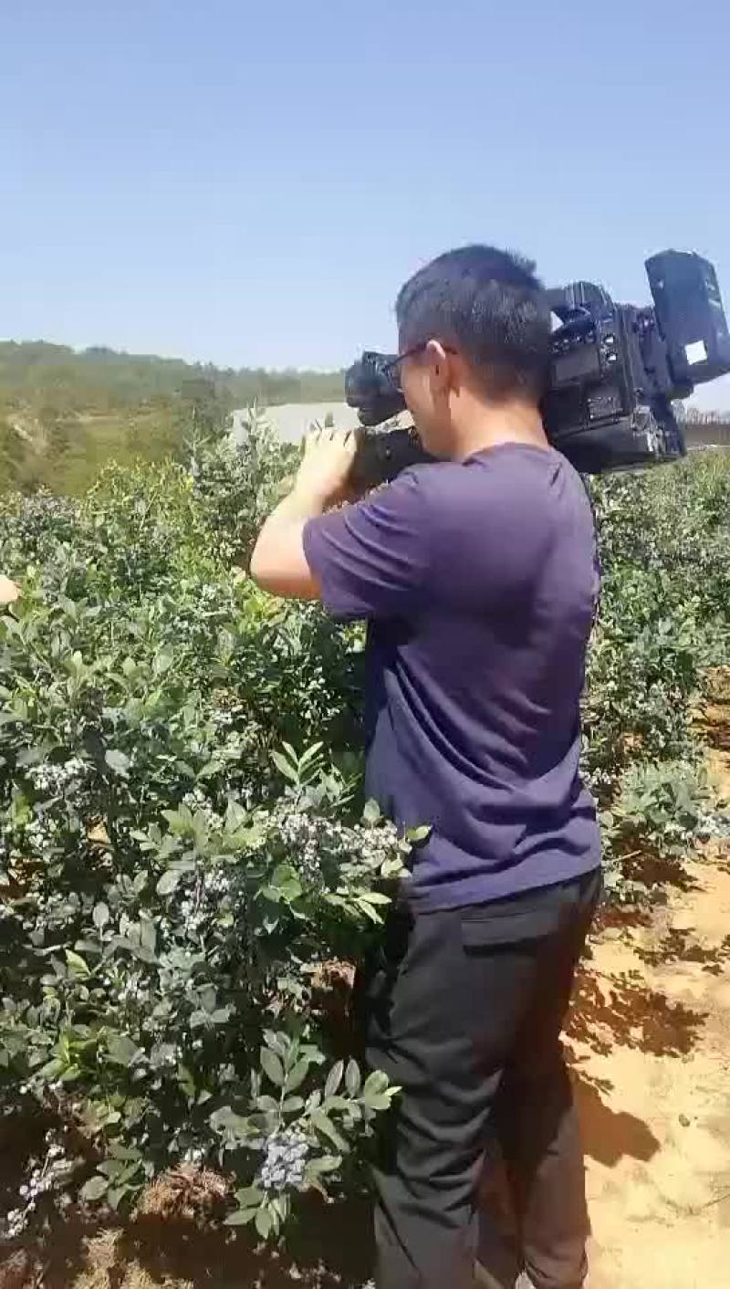原生态露天蓝莓