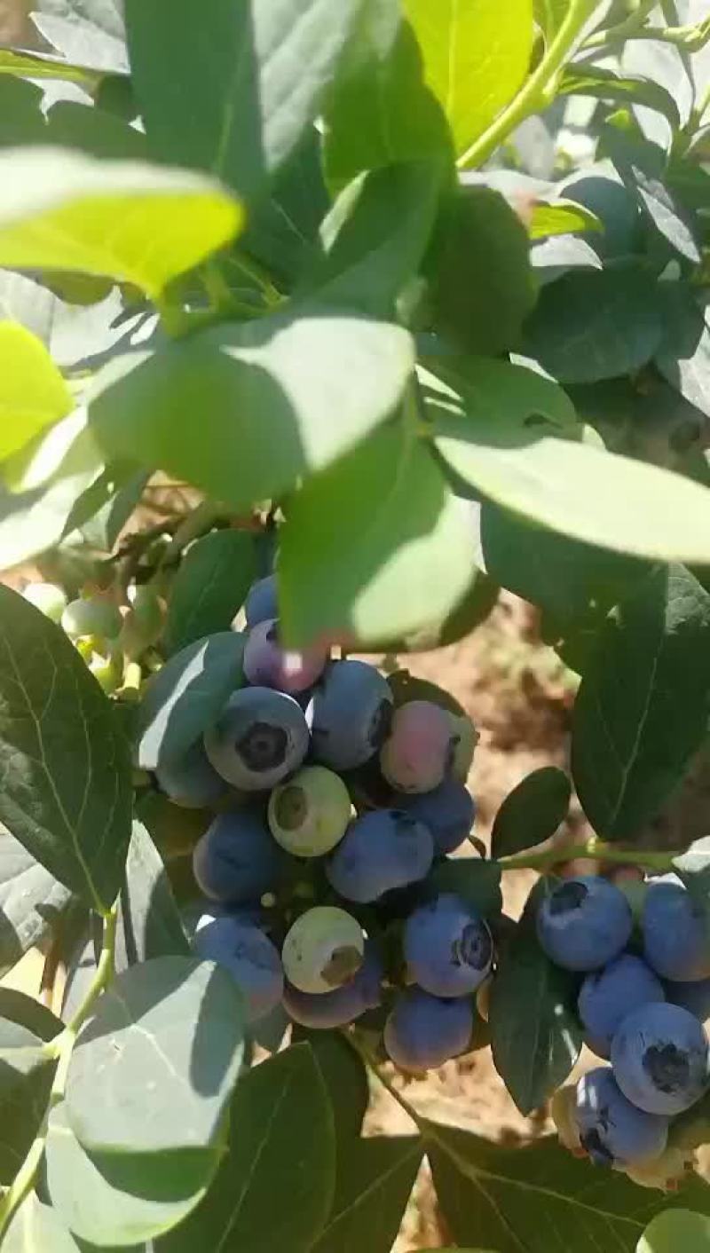 原生态露天蓝莓