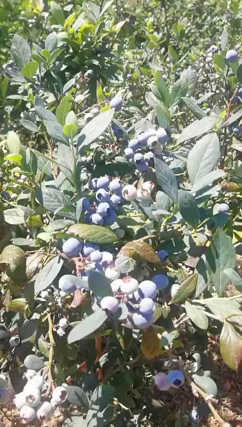 原生态露天蓝莓