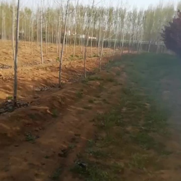 种植红叶李6公分，海量供应