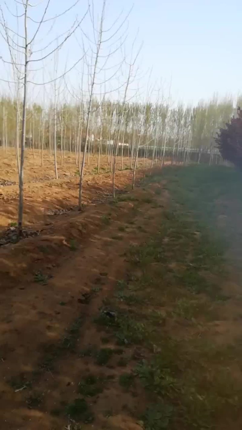 种植红叶李6公分，海量供应