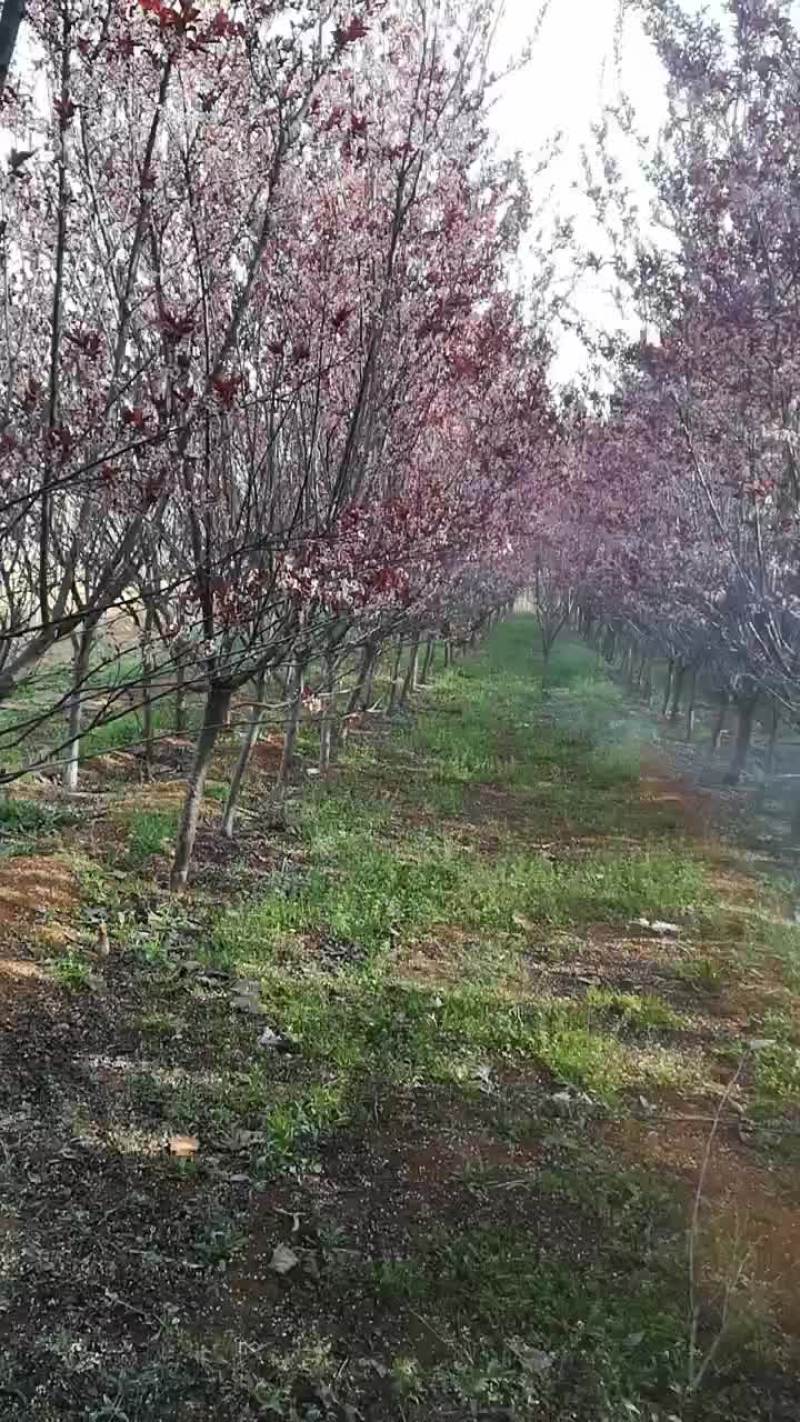 种植红叶李6公分，海量供应
