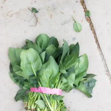 波菜