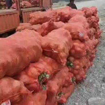 黄洋葱，红洋葱
