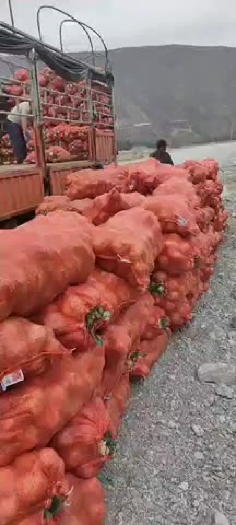 黄洋葱，红洋葱