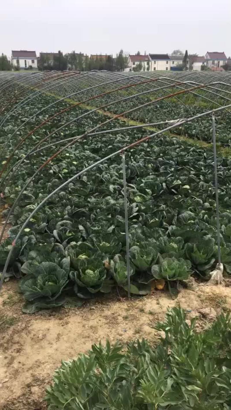 甘蓝
