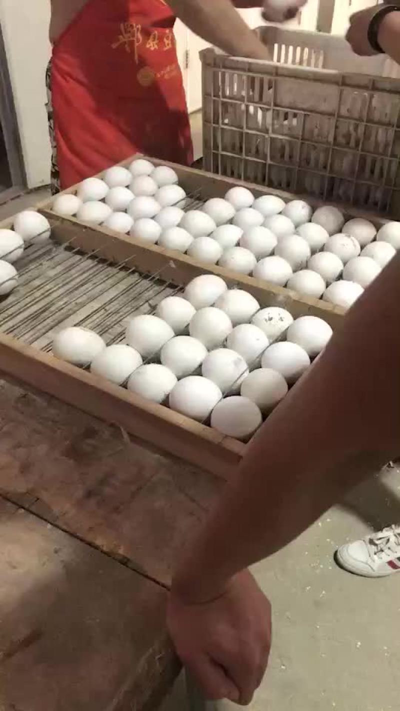 特大种狮头鹅种蛋大量供应