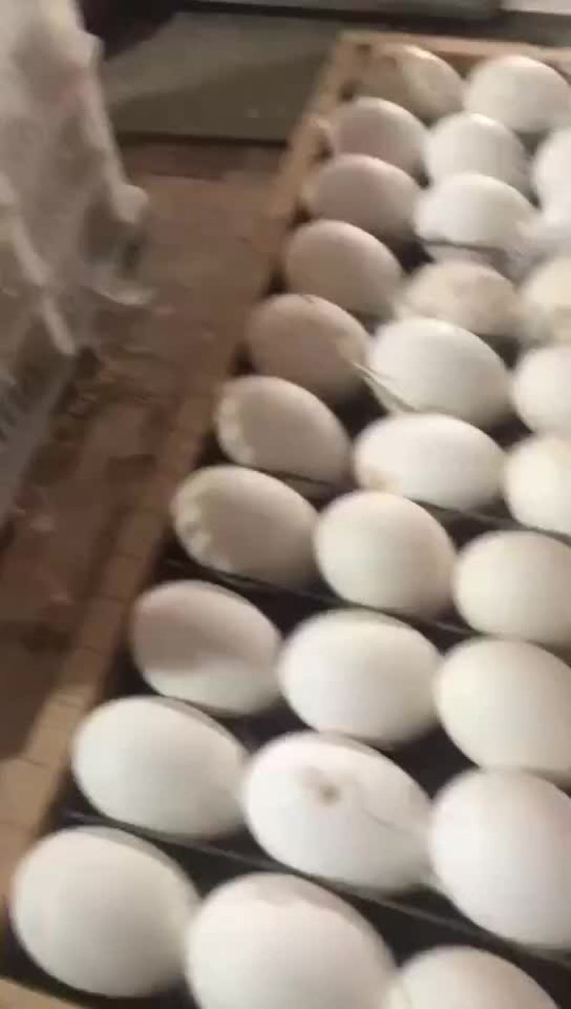 特大种狮头鹅种蛋大量供应