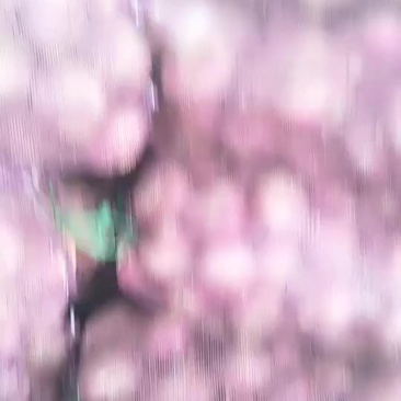 洋葱