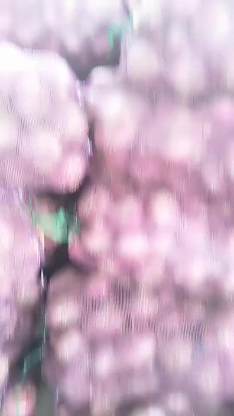 洋葱