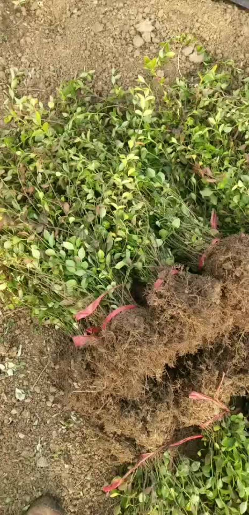小叶扶芳藤苗小叶扶芳藤扦插苗小叶扶芳藤工程苗