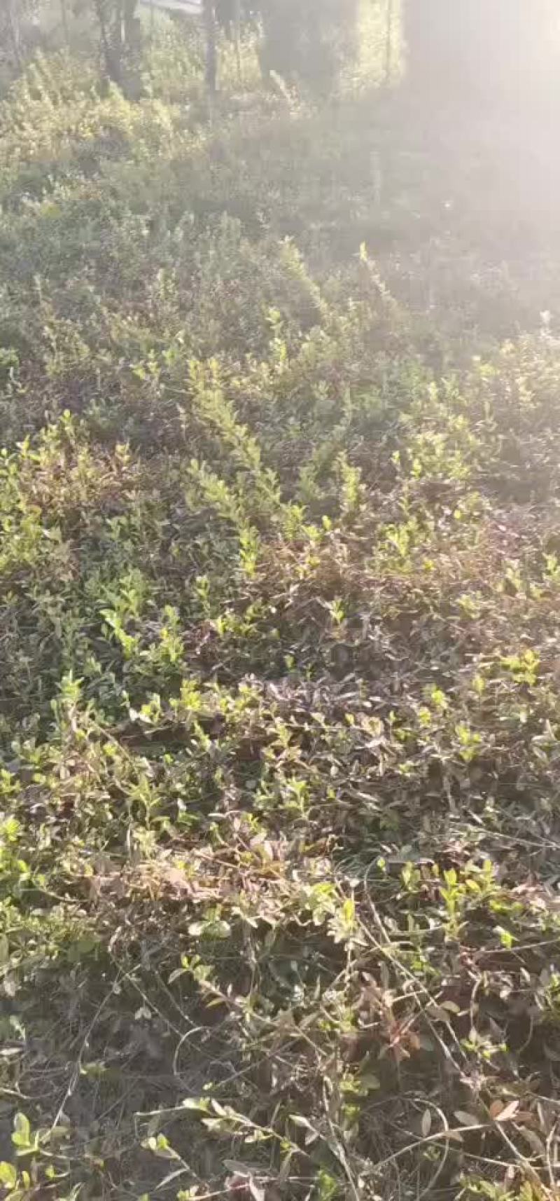 小叶扶芳藤苗小叶扶芳藤扦插苗小叶扶芳藤工程苗