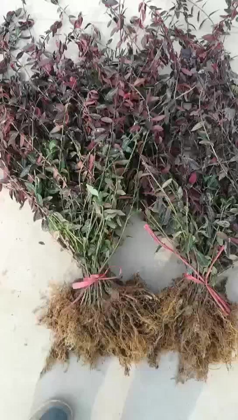 小叶扶芳藤苗小叶扶芳藤扦插苗小叶扶芳藤工程苗