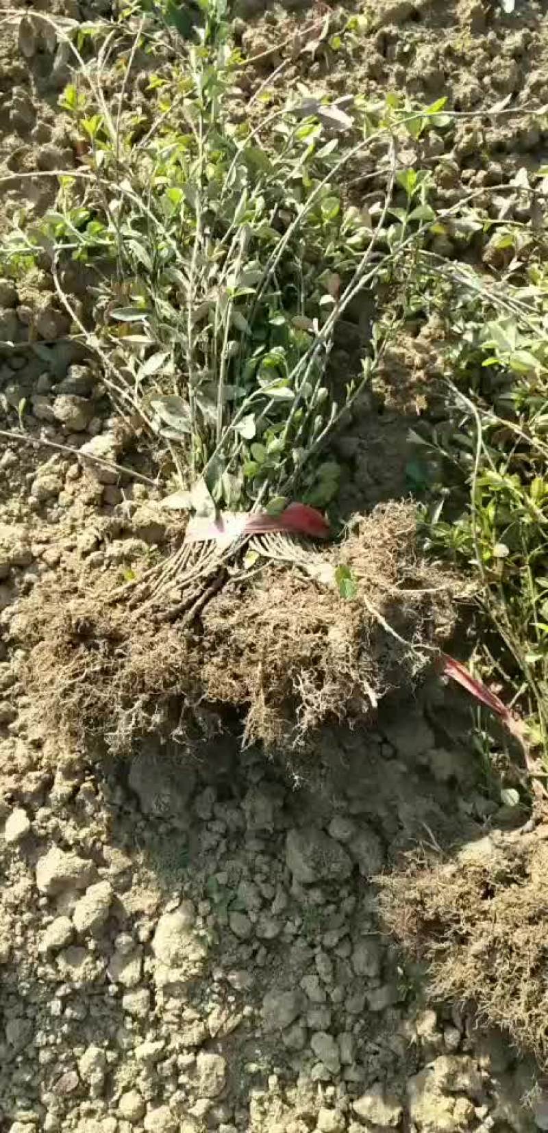 小叶扶芳藤苗小叶扶芳藤扦插苗小叶扶芳藤工程苗
